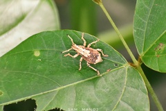 Episomus chinensis