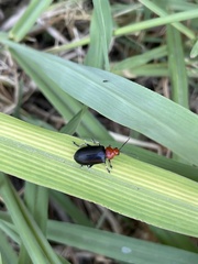Cacoscelis nigripennis