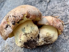 Butyriboletus abieticola