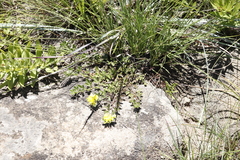 Leobordea procumbens