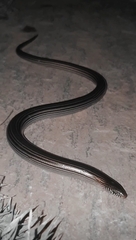 Ophiodes