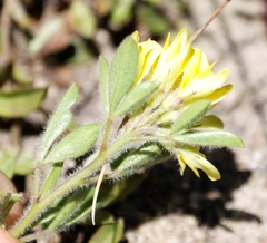 Leobordea procumbens
