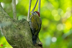 Picus vittatus