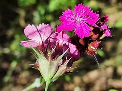 Dianthus capitatus