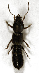 Bledius