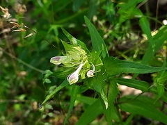 Melampyrum argyrocomum
