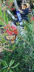 Danaus plexippus