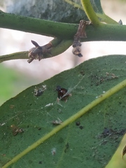 Chilocorus bipustulatus