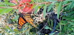 Danaus plexippus