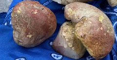 Butyriboletus abieticola