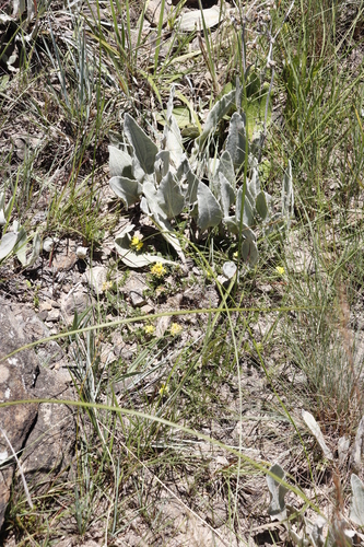 Image of Helichrysum acutatum by (c) Tony Rebelo, some rights reserved (CC BY-SA)