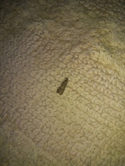 Nomophila noctuella