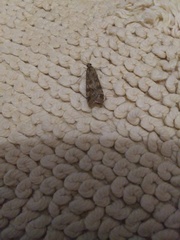 Nomophila noctuella