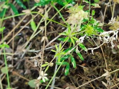Sherardia arvensis