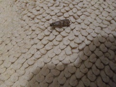 Nomophila noctuella