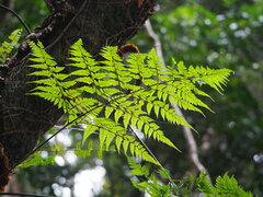 Davallia divaricata