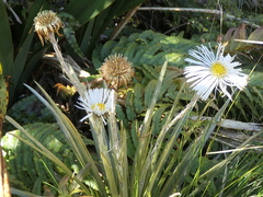 Celmisia armstrongii