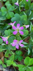 Oxalis debilis