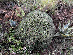 Euphorbia pulvinata