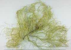 Usnea cornuta