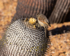 Leptasthenura aegithaloides