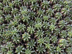 Euphorbia pulvinata