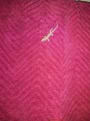 Hemidactylus mabouia