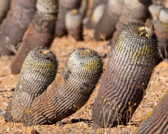 Leptasthenura aegithaloides