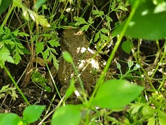 Bufotes viridis sitibundus