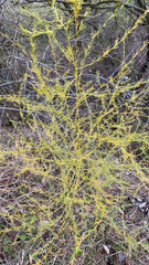 Asparagus officinalis