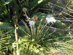 Celmisia armstrongii