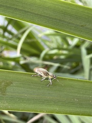 Naupactus xanthographus