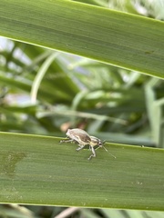 Naupactus xanthographus