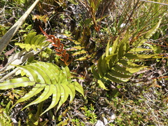 Blechnum montanum
