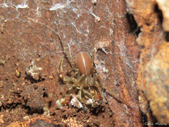 Loxosceles amazonica