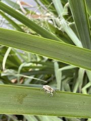 Naupactus xanthographus