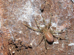 Loxosceles amazonica