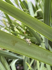 Naupactus xanthographus