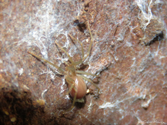 Loxosceles amazonica