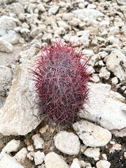 Echinomastus johnsonii