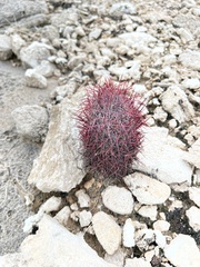 Echinomastus johnsonii