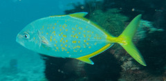Flavocaranx bajad