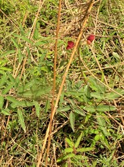 Macroptilium lathyroides