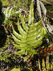 Blechnum montanum