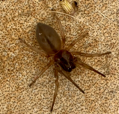 Trachelidae