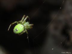 Araneus venatrix