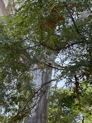 Agelaioides badius