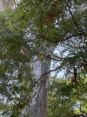Agelaioides badius