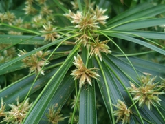 Cyperus alternifolius flabelliformis
