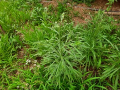 Erigeron bonariensis